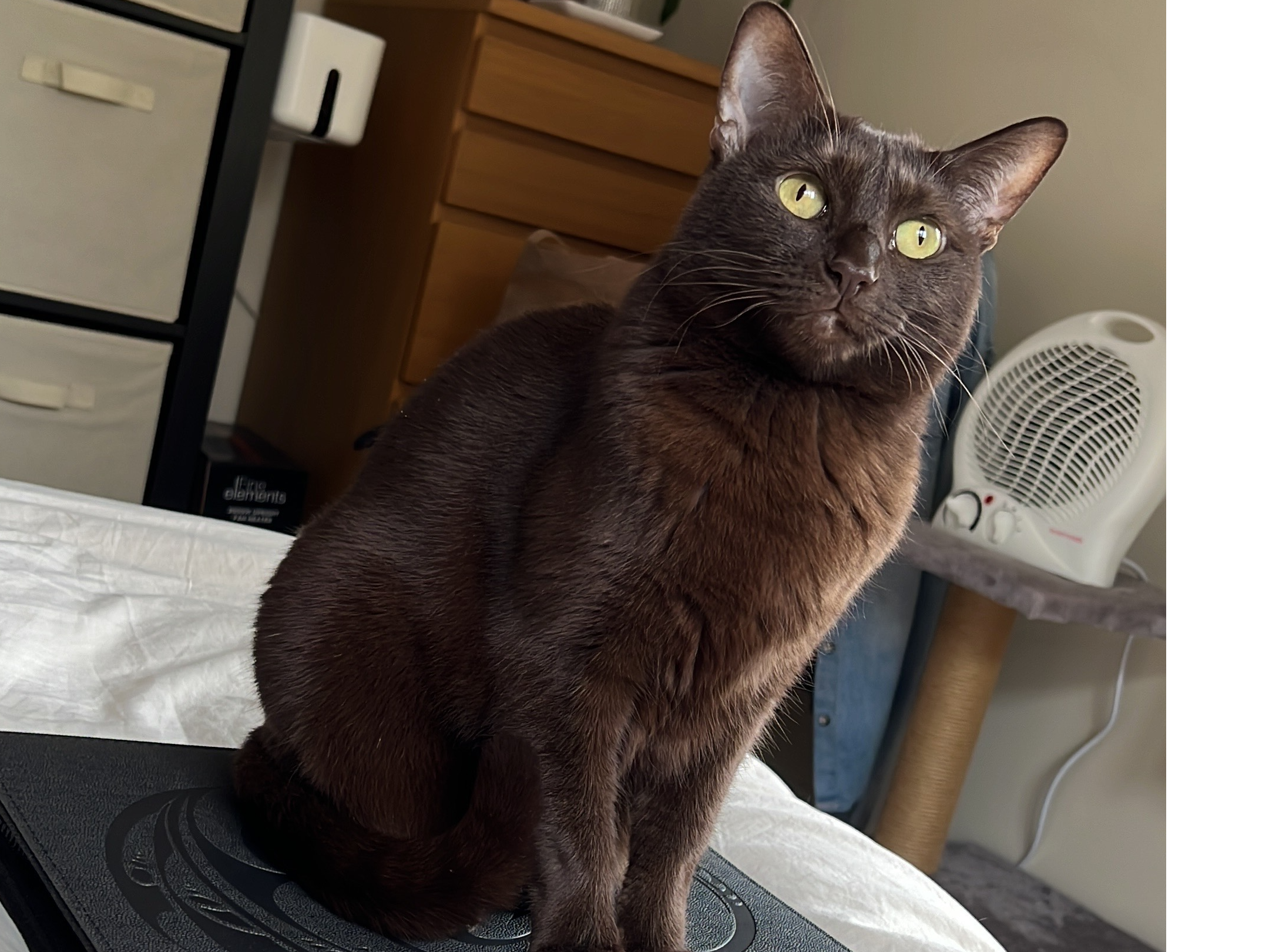 Coco - Dorking