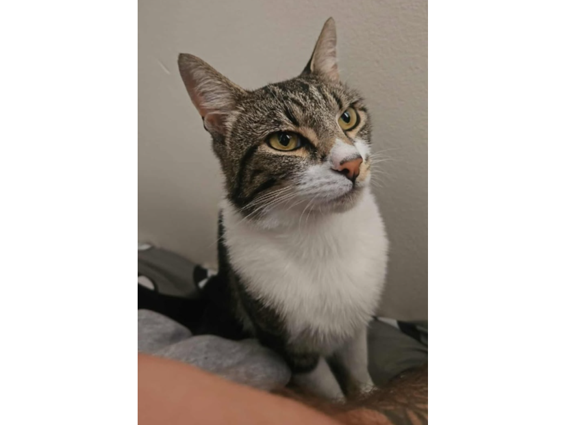 Merlin Lost 2025.056 - Northway (off Prideaux-Brune Ave), Bridgemary