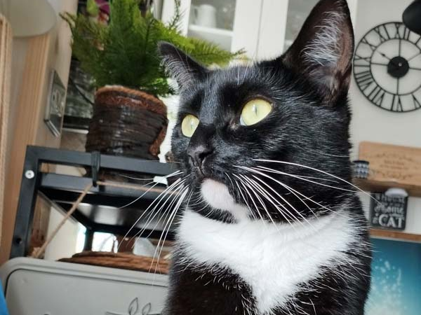Tizzy