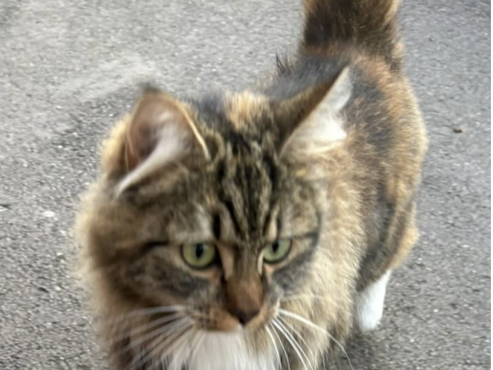 Posie
