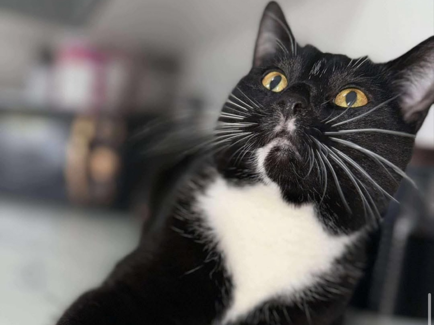 L496 - ALVASTON - Black/White Female