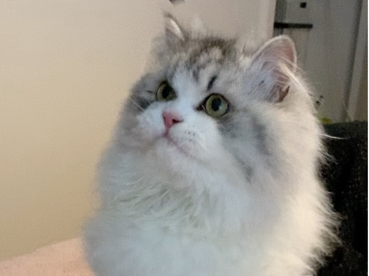 Simba