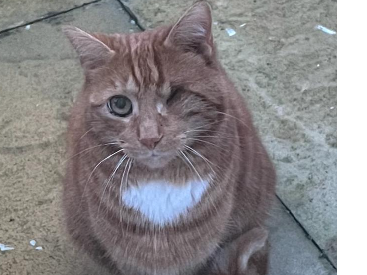 L497 - Teddy - LITTLEOVER - Tabby/White Male