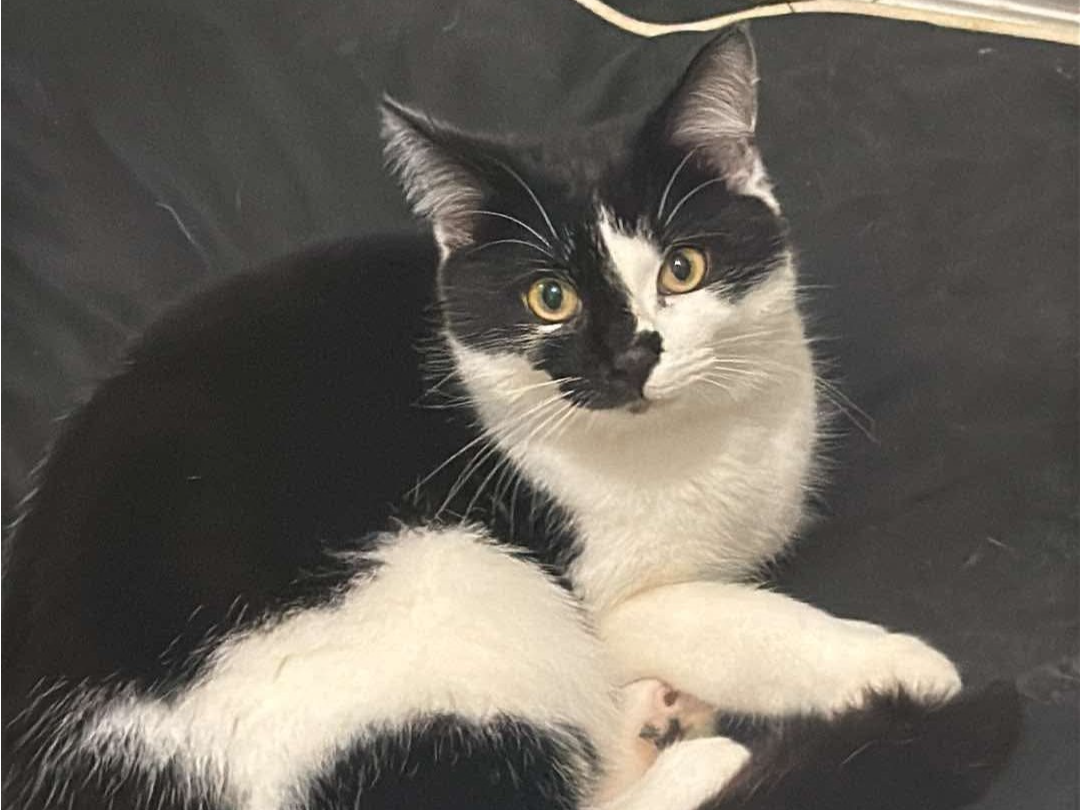 Tux