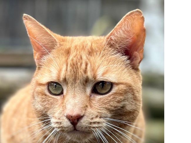 L498 - Tommy - SHELTON LOCK - Ginger Male