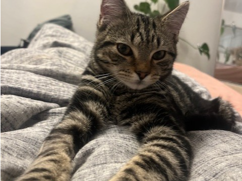 Reggie