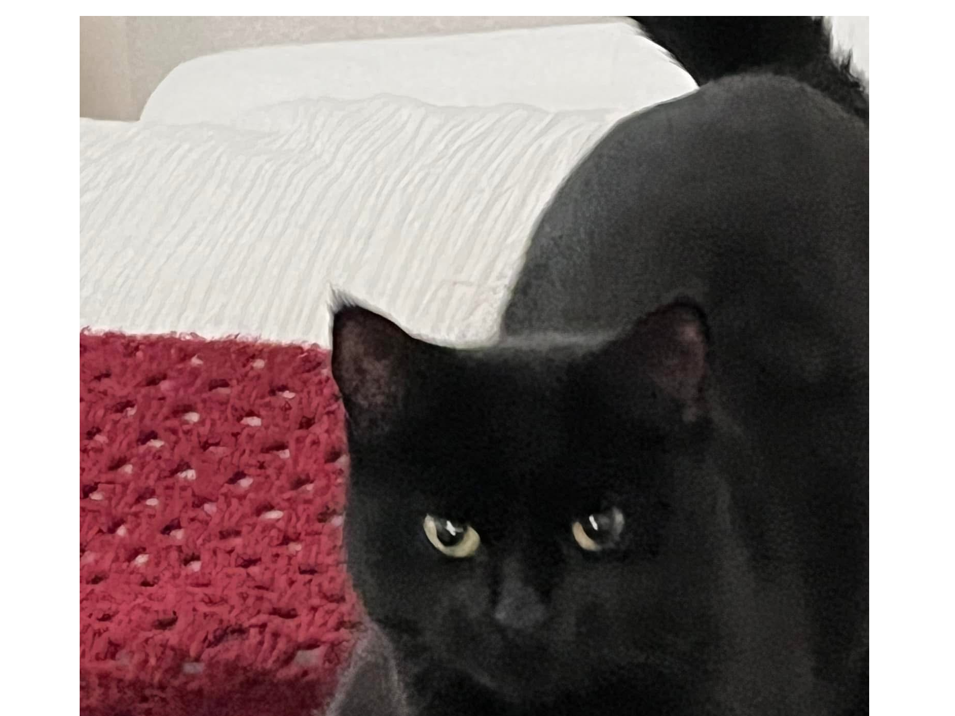 L499 - MICKLEOVER - Black Male