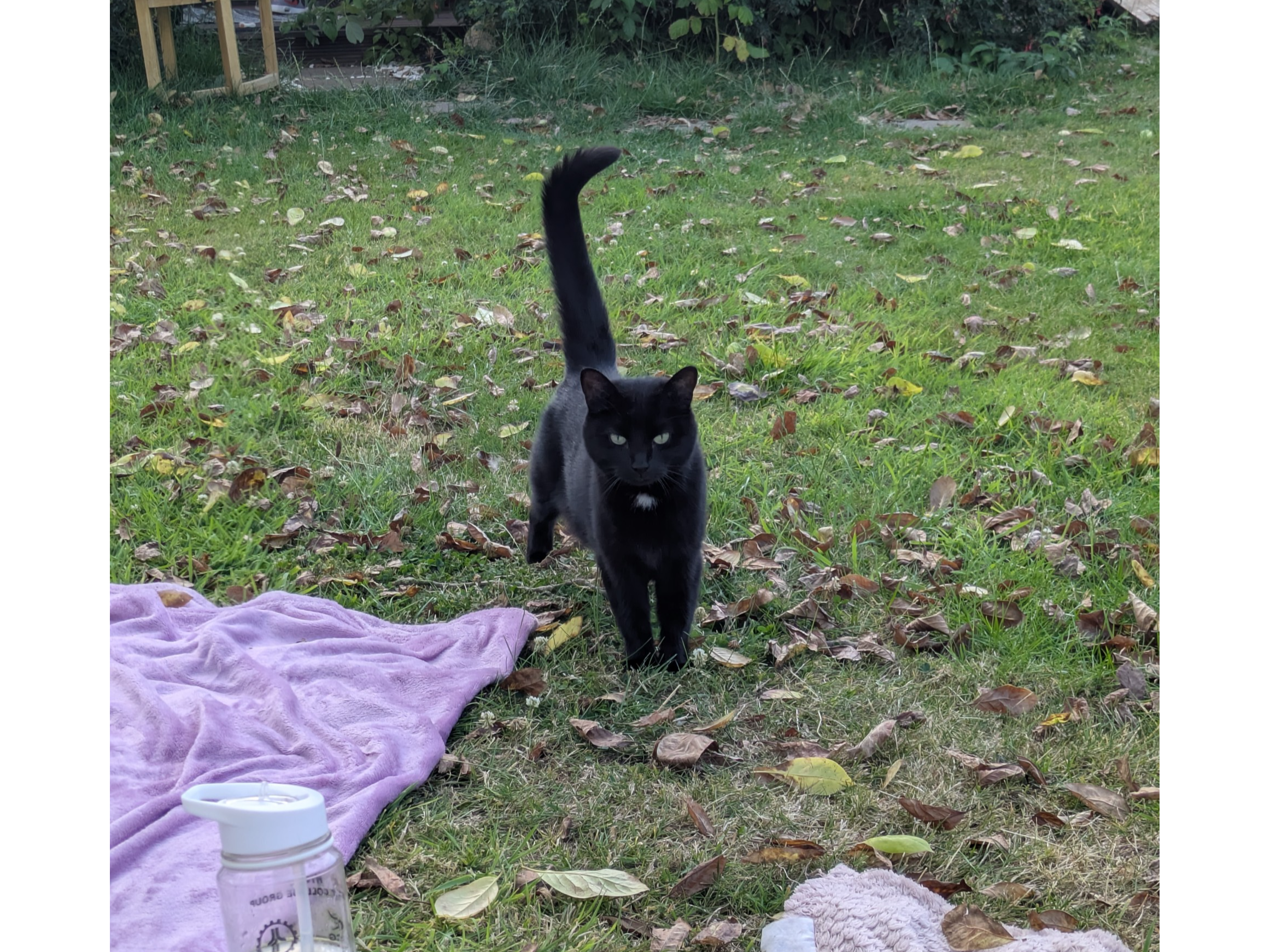 L502 - DERBY - Black Female