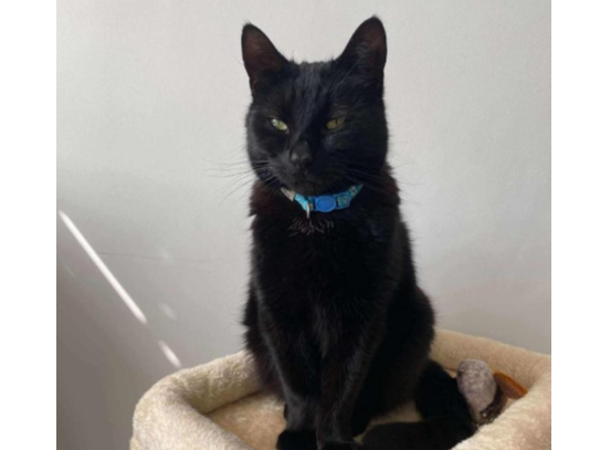 Jasper Lost 2025.060 - Oval Gardens (Bury Hall Lane end), Gosport