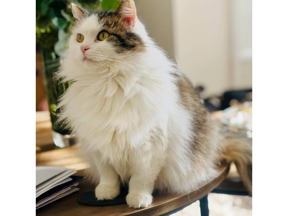 Bella - Missing from Greylees
