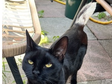 L504 - ALVASTON - Black Female
