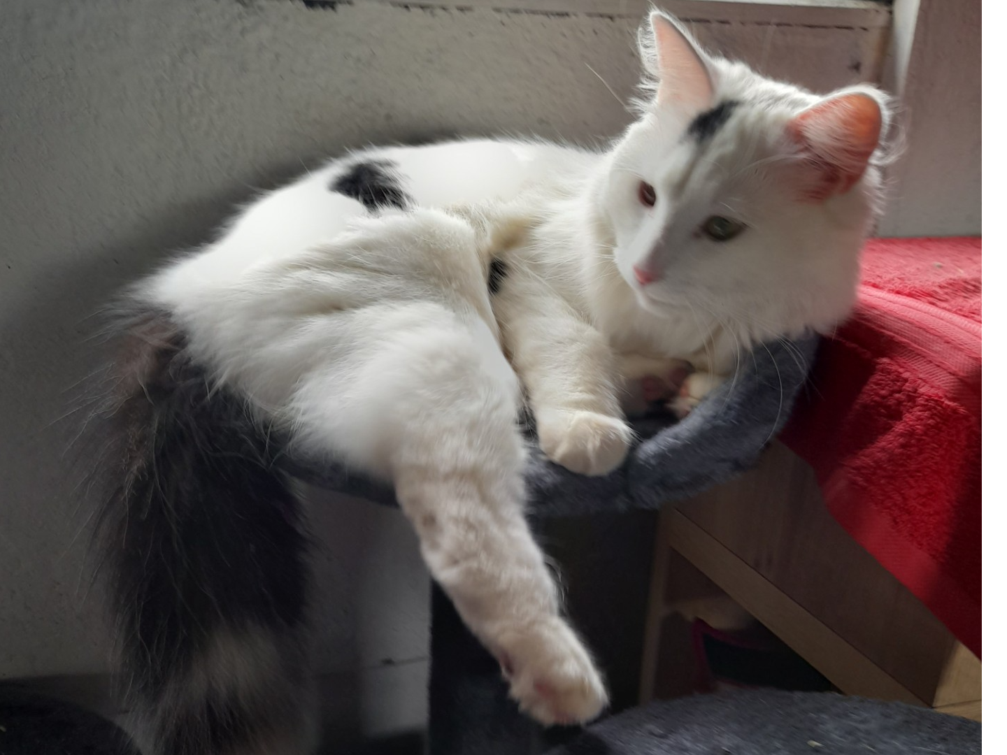 L506 - Frankie - CHADDESDEN - White/Black Long-Haired