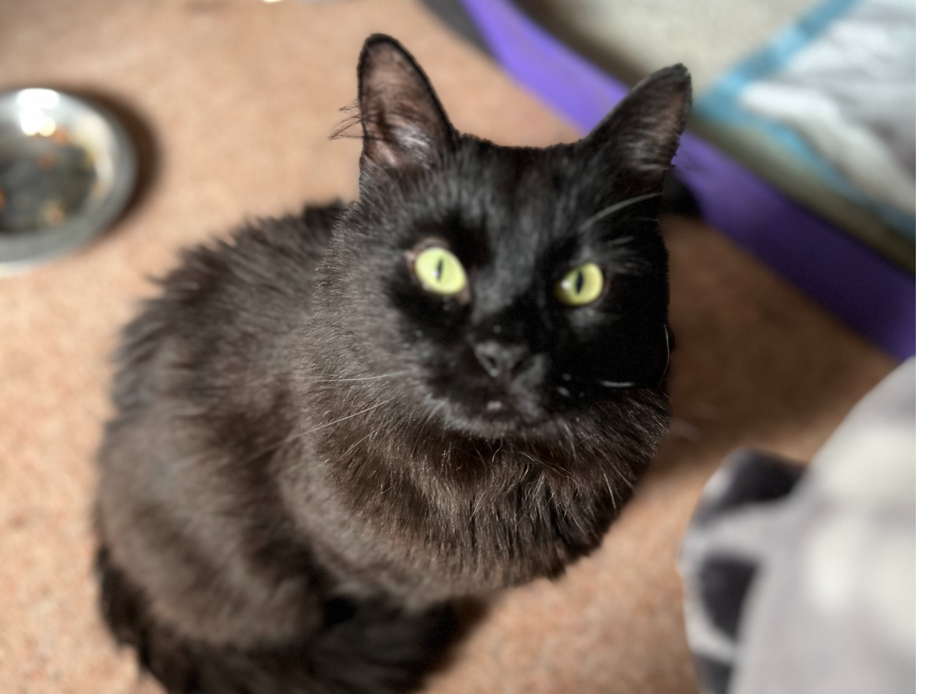 Black Cat - Tattenham Corner