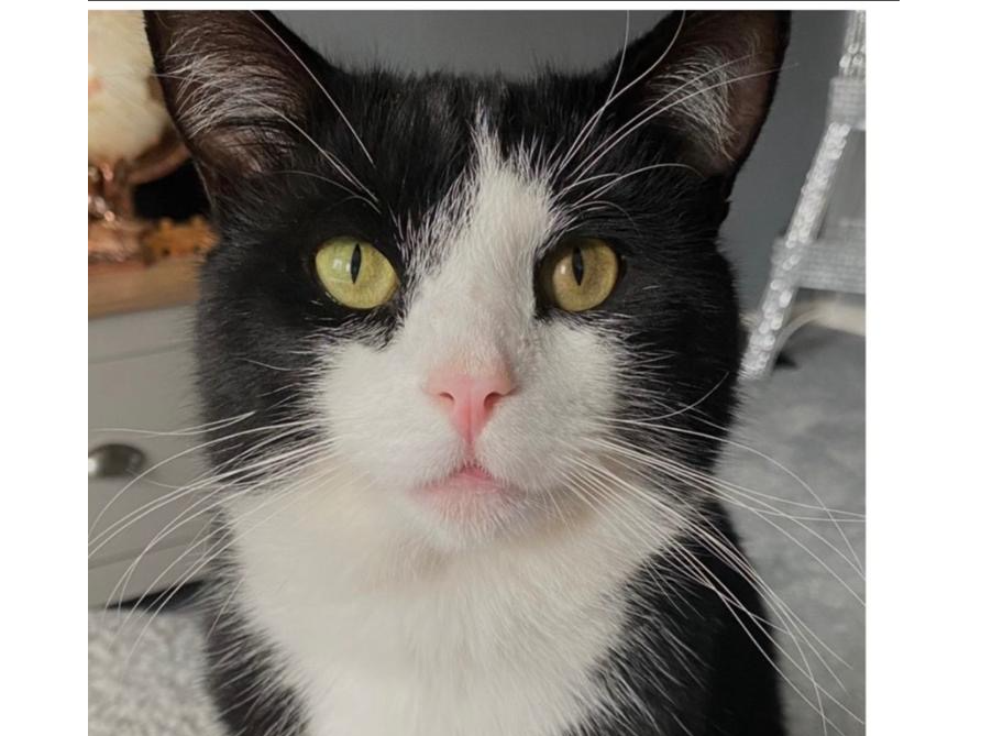 L508 - SINFIN - Cookie - Black & White Male