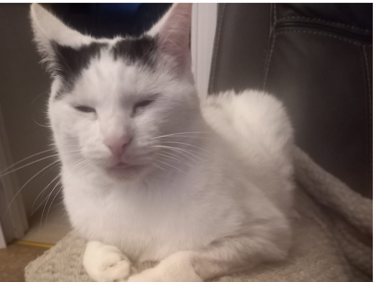 L509 - CHELLASTON - White & Black Male