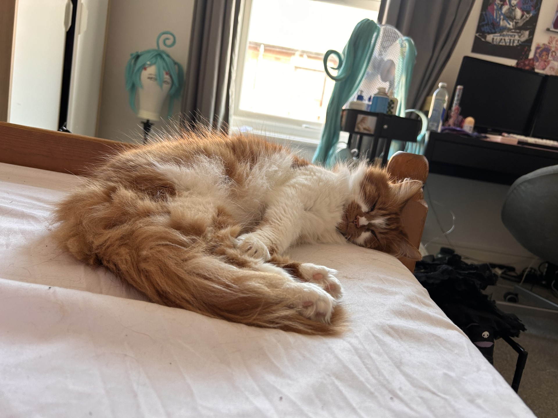 L510 - Muskat - DERBY - Ginger/White Male