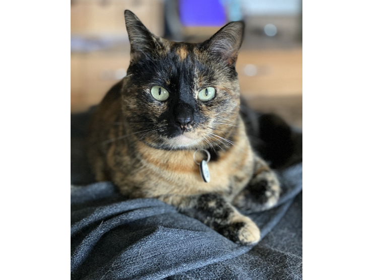 Leia Lost 2025.064 - Shoot Lane / Sandhill Lane, Lee on Solent