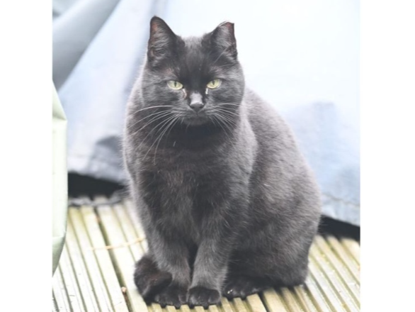 Bella Lost 2025.062 - Deal Close, Stubbington