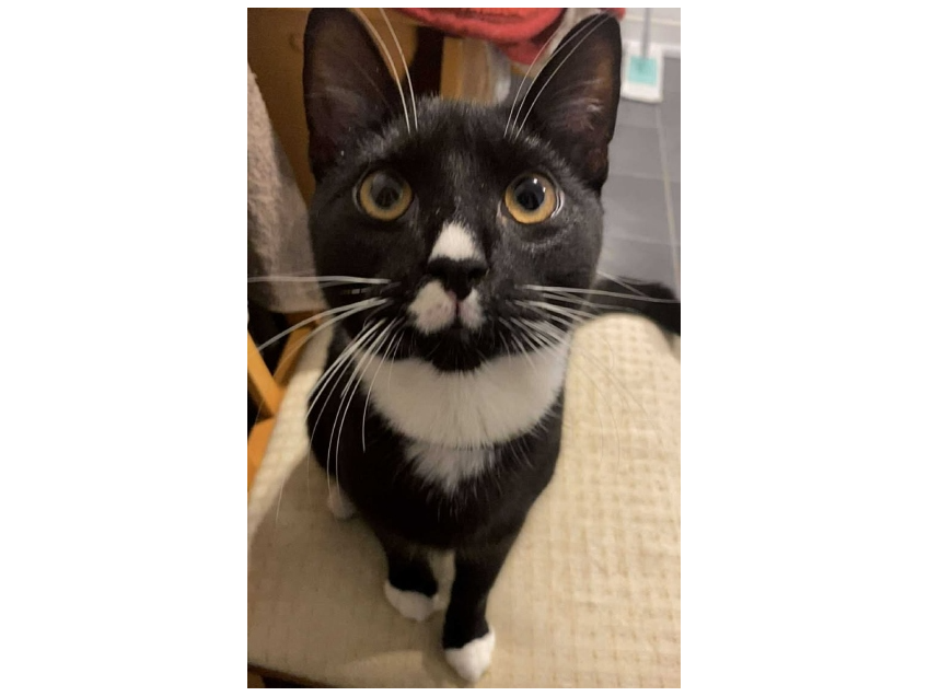 Milo Lost 2025.065 - Lavinia Road (Leesland Park end), Gosport