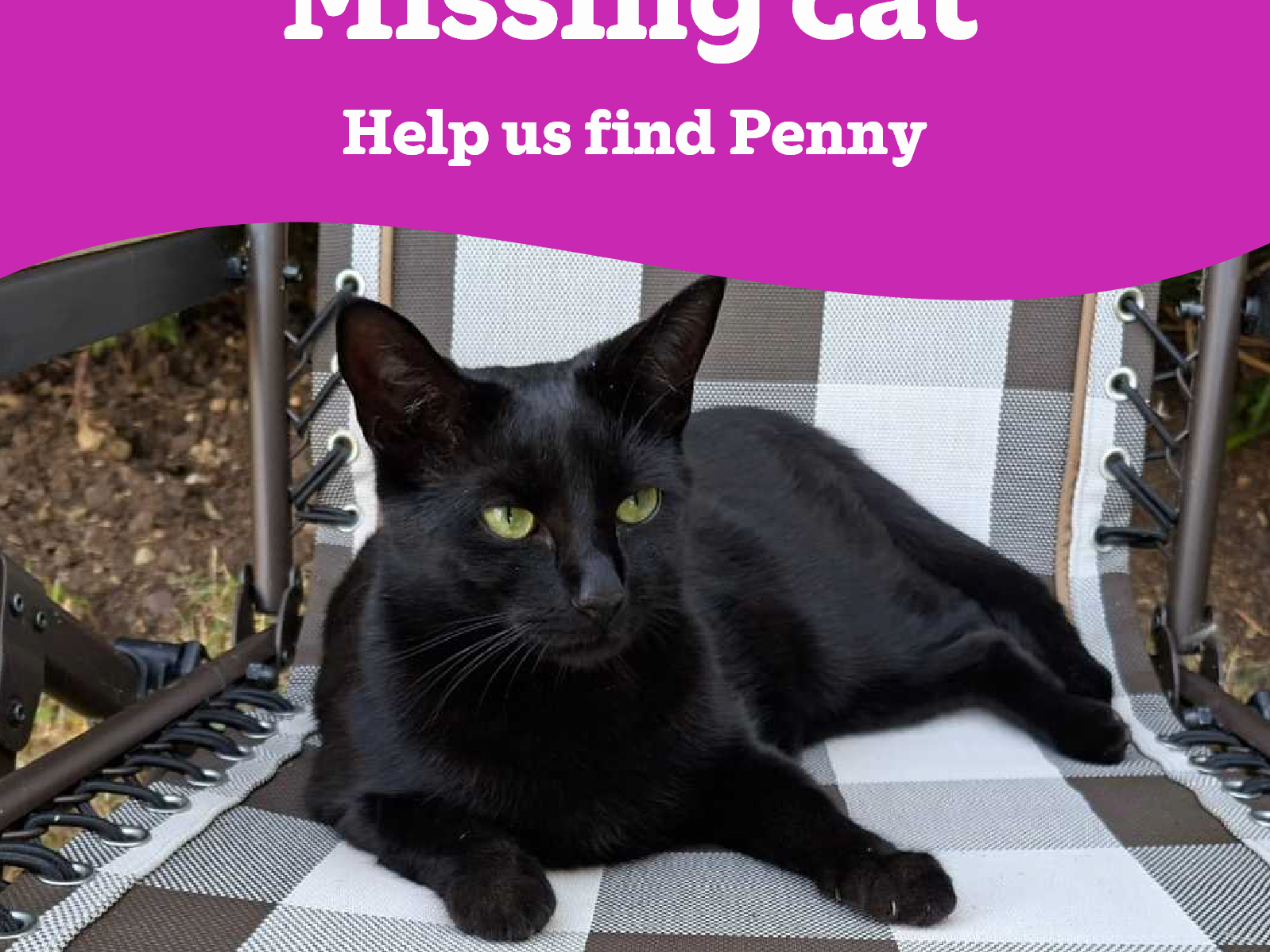 Penny - Missing from Sleaford