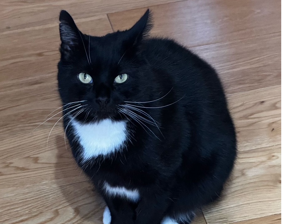 L511 - Toby - BELPER - Black & White Male