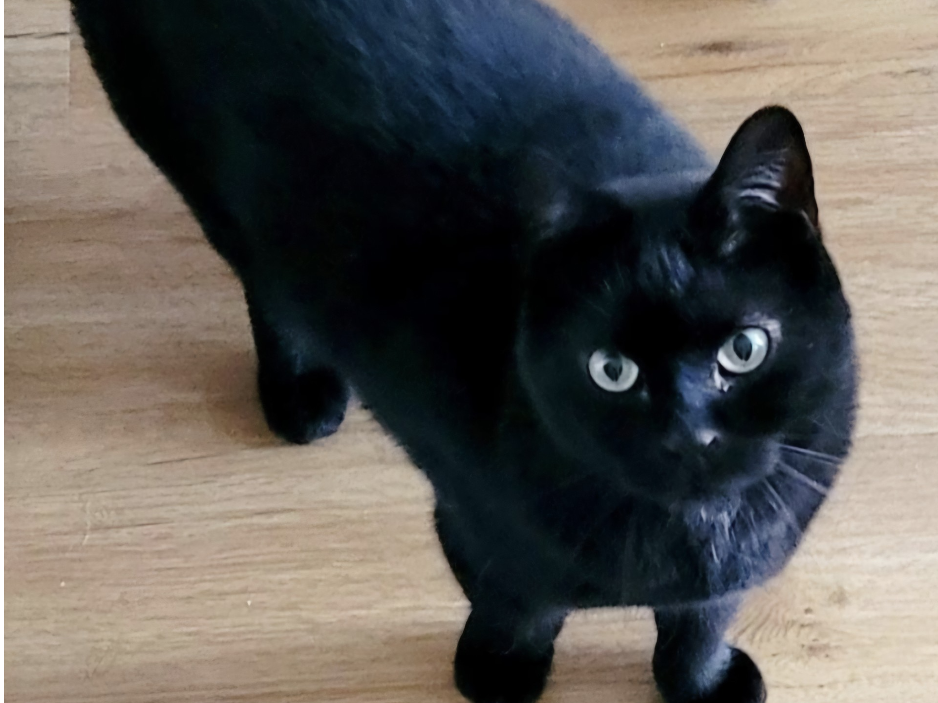 L512 - Spotty - CHELLASTON - Black Male