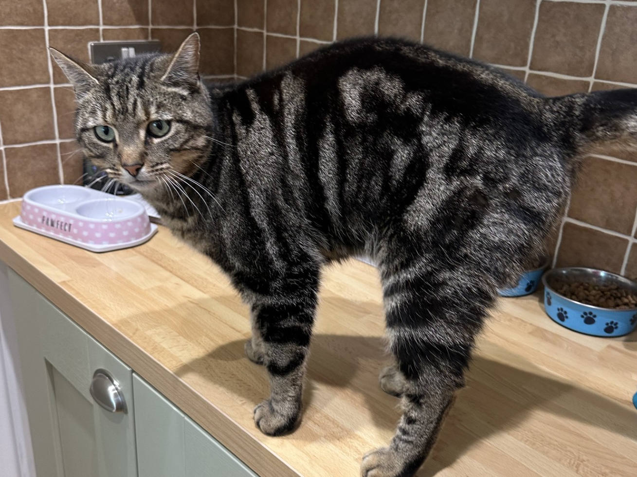 758741 - Joey missing in Holbeach