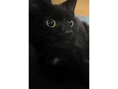 Gremlin