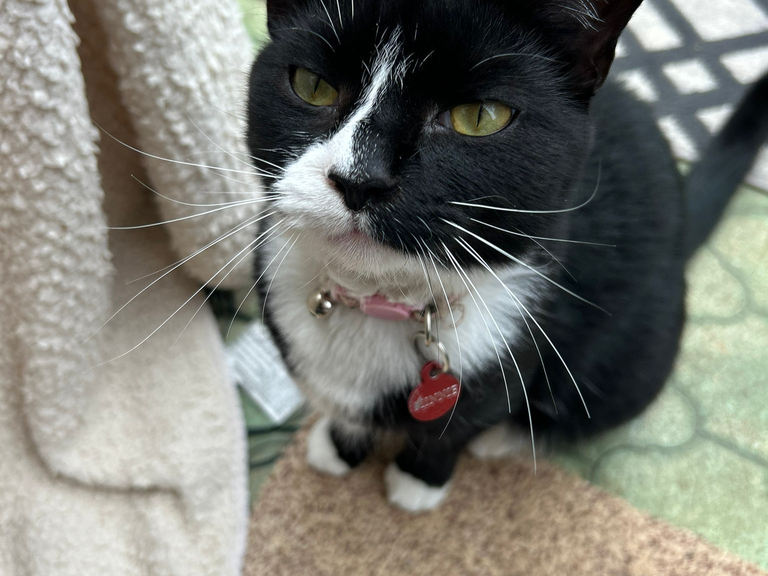 Minnie - Missing from Sleaford
