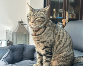 Simba- Surbiton
