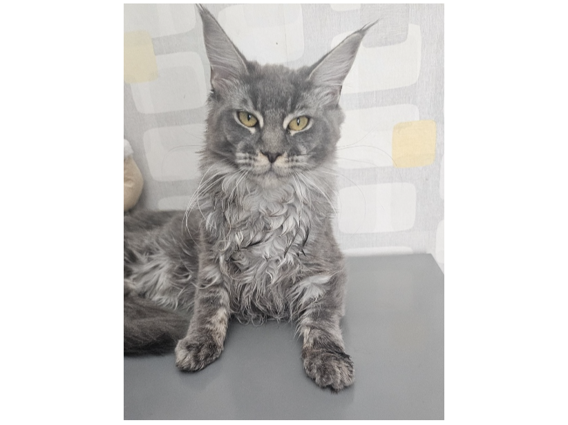 Duchess Lost 2025.067 - Rodney Close, near Grange Lane and the wild grounds, Gosport