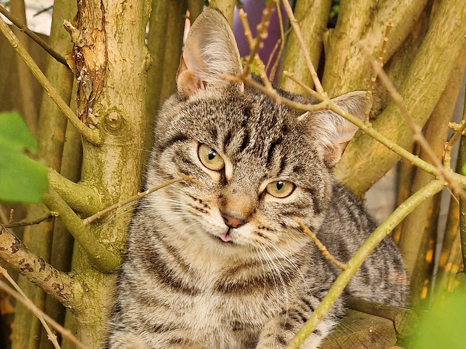 Wispa - Missing from Walton Highway