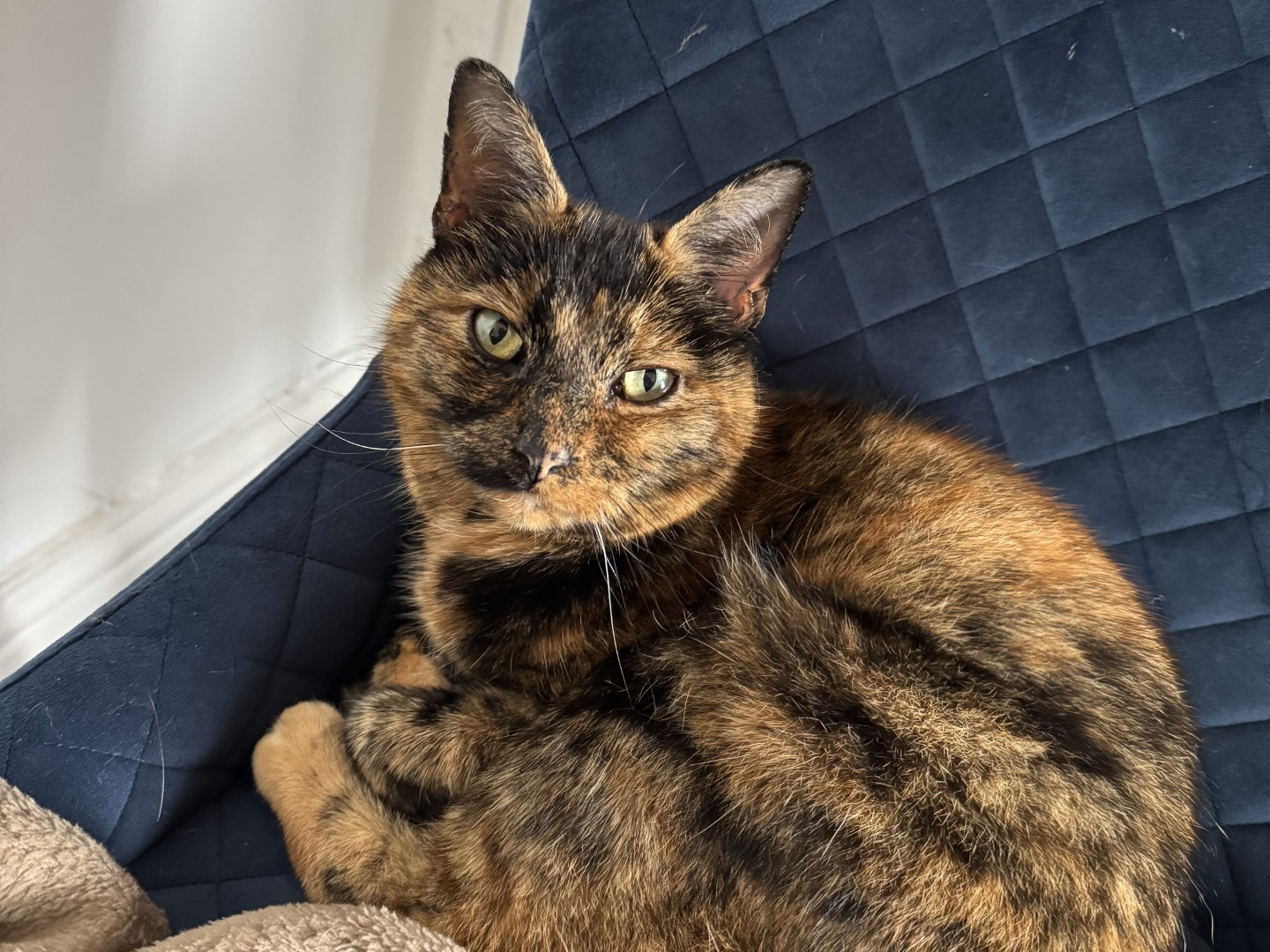 L514 - Maeve - ALFRETON - Dark Tortoiseshell Female