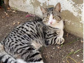 MISSING CAT: Pudding