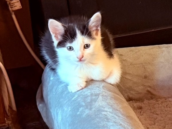 L515 - Natto - HEANOR - Black & White Female