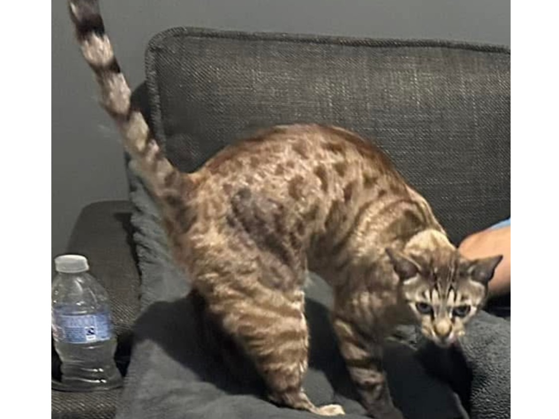 L516 - Zeus - SOMERCOTES - Bengal Male