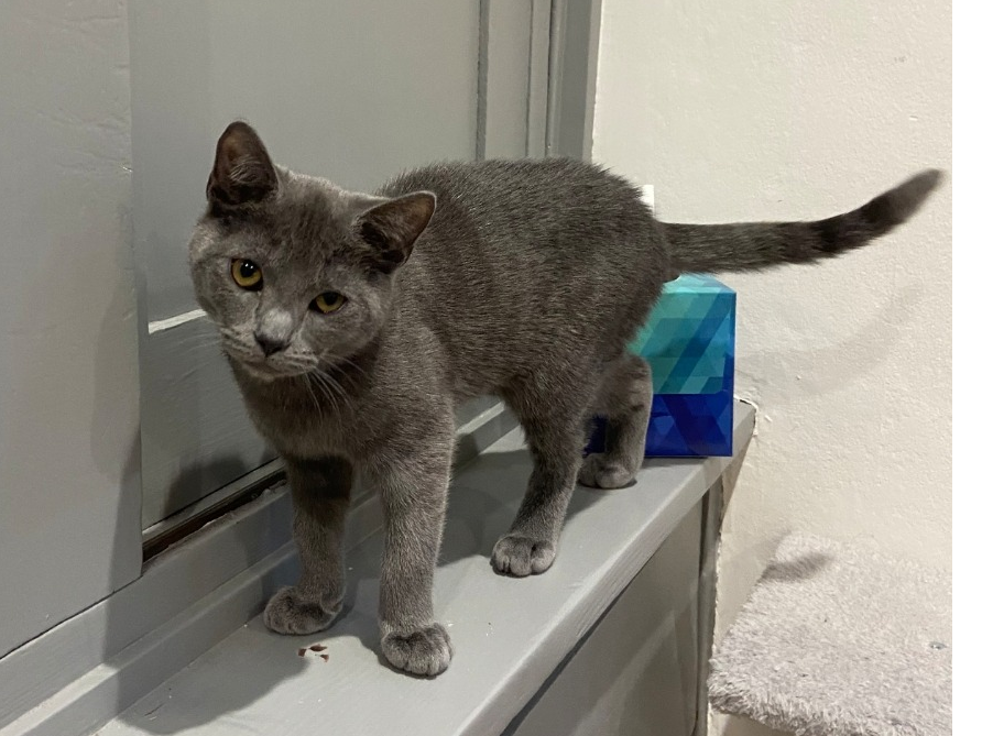 Milo