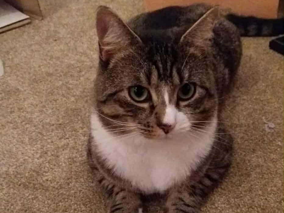 Gus