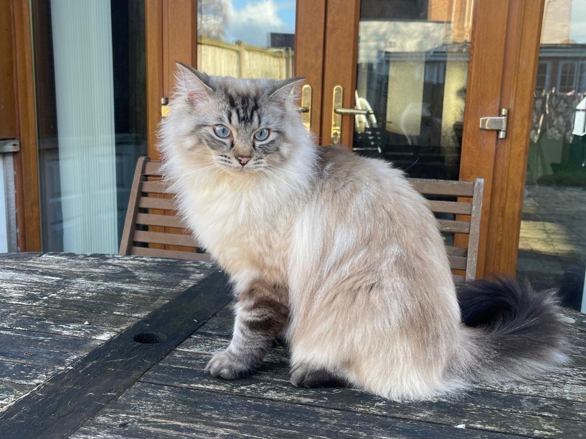 L518 - Rio - MICKLEOVER Ragdoll Male