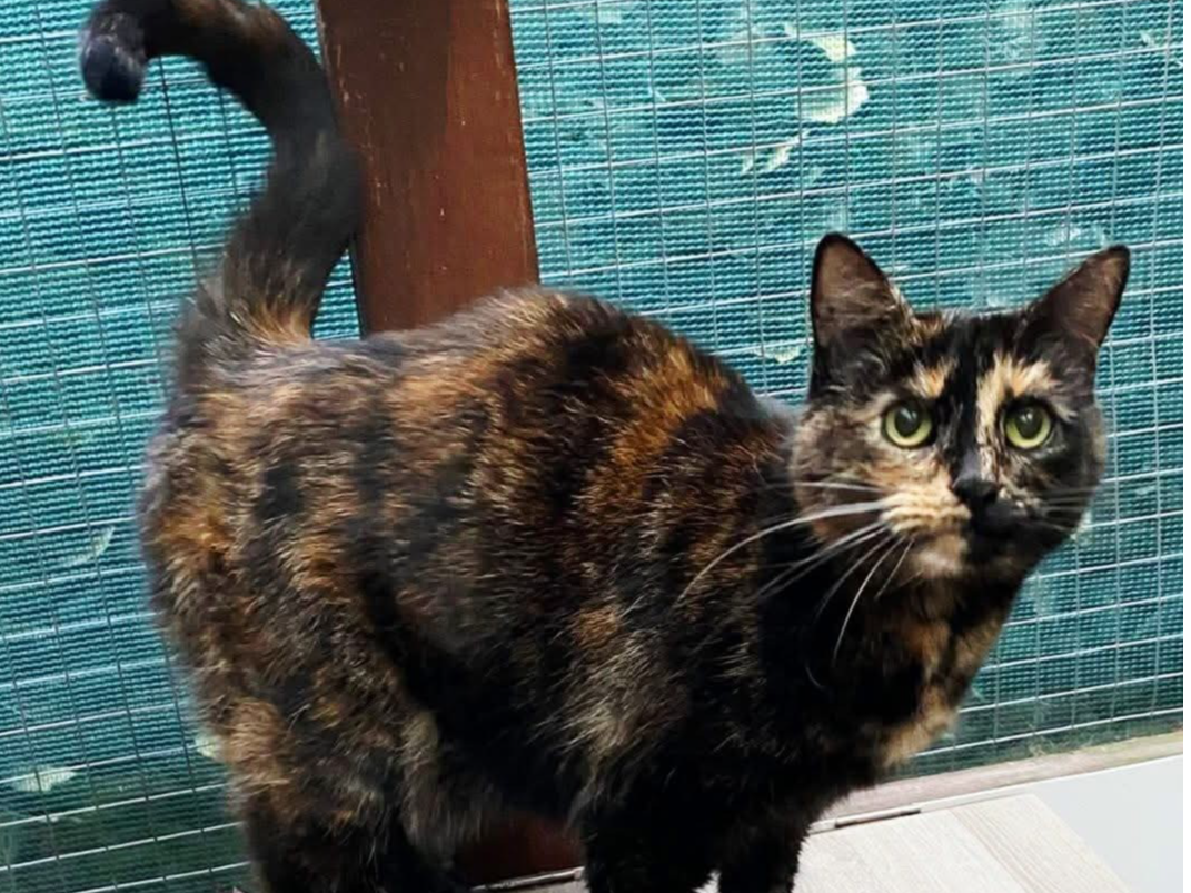 L520 - Poppi - ALLESTREE - Dark Tortoiseshell
