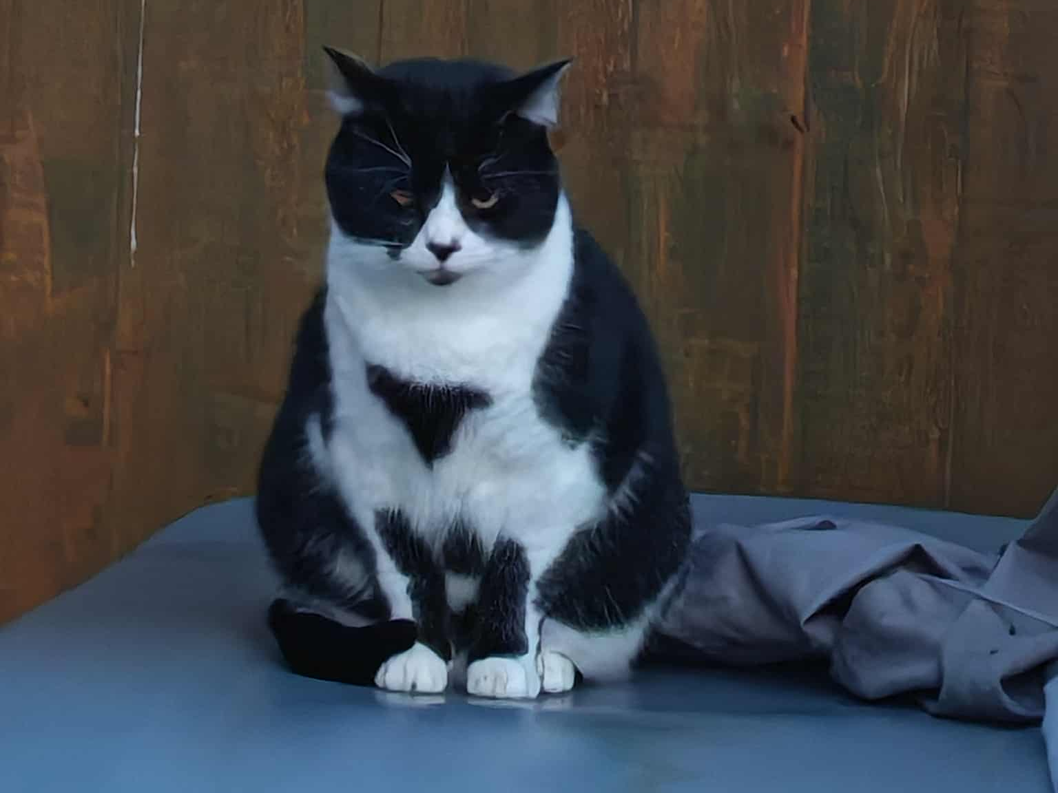 L521 - Thomas - ALVASTON - Black & White Male