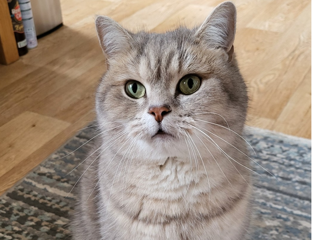 L522 - Pusskin - TUTBURY - Grey/brown male