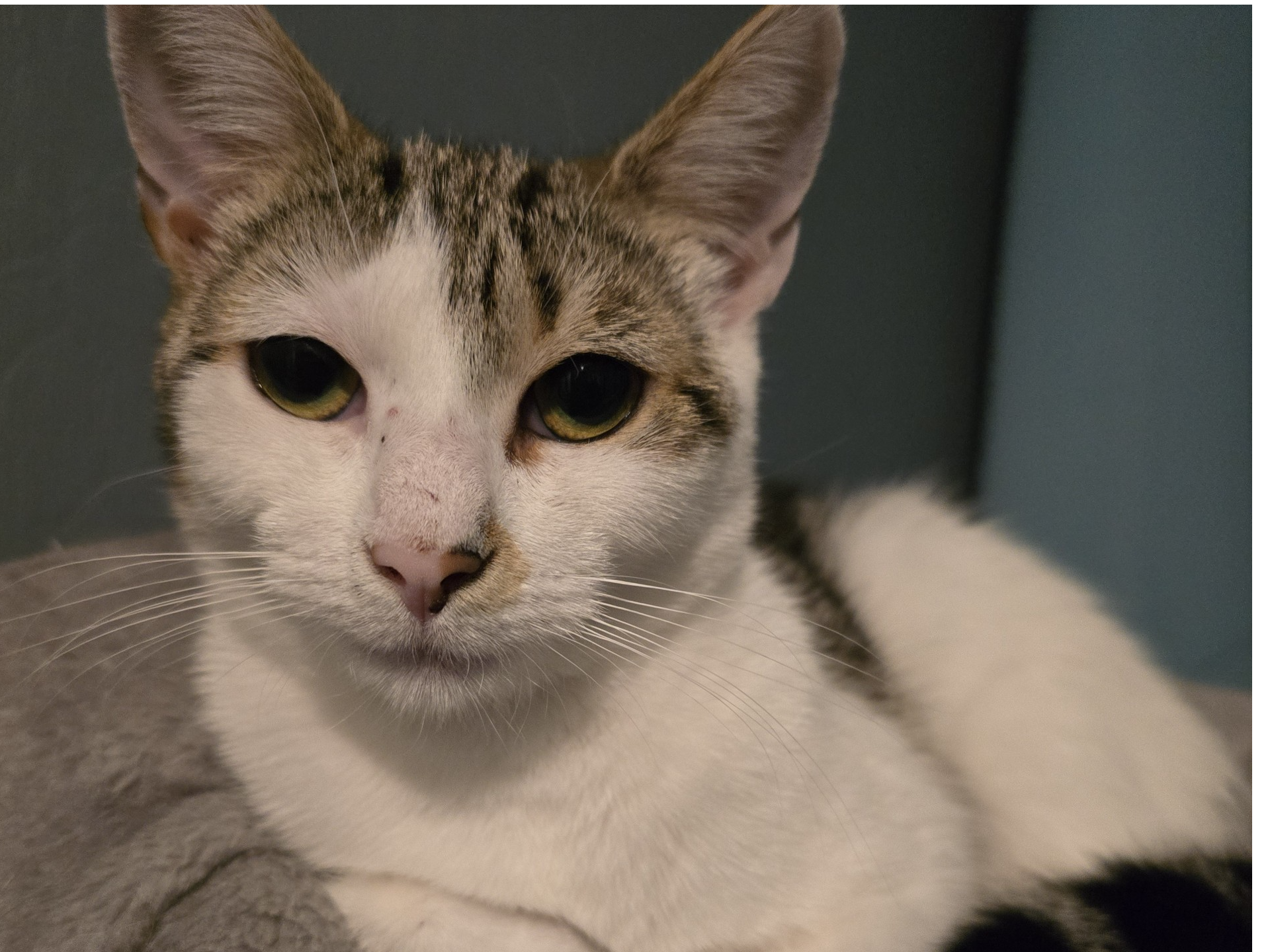 L523 - Madame Aloof Floof - DERBY - White/Tabby Female