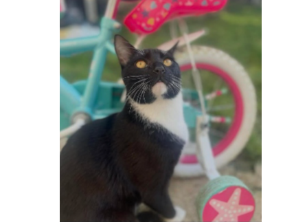 Tux Lost 2025.070 - Longfield Avenue, (opposite Eastfield Ave jct), Fareham, PO14
