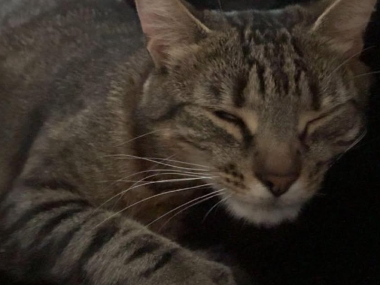 EEYORE - Tabby