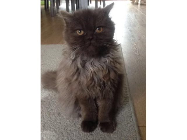 Betsy Lost 2025.071 - Shannon Road, nr Finisterre Close, Hill Head, PO14
