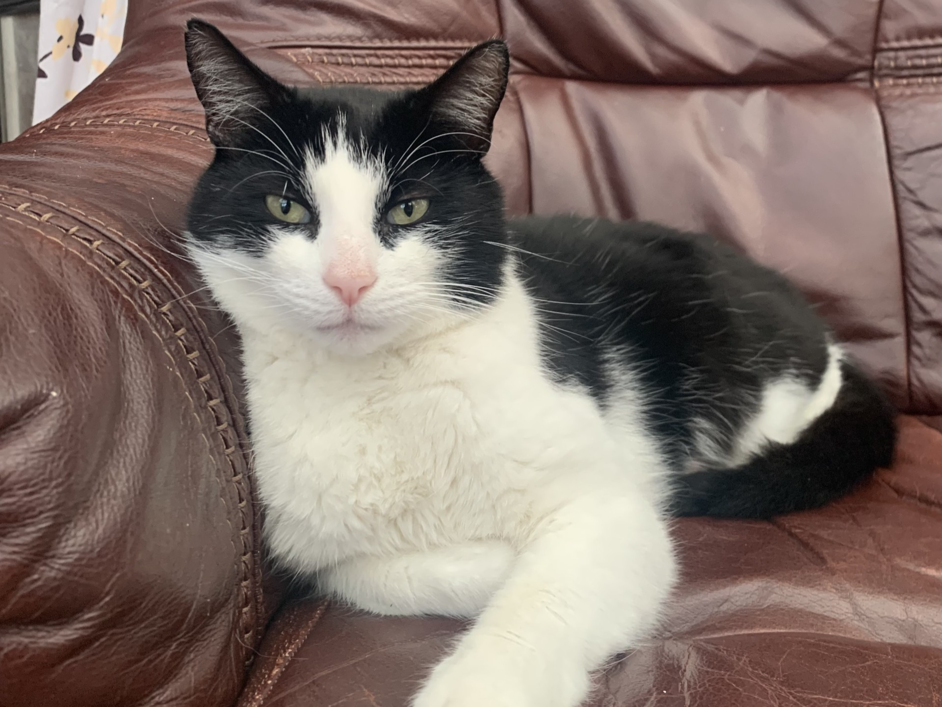 L524 - Oreo - MELBOURNE - Black & White Male