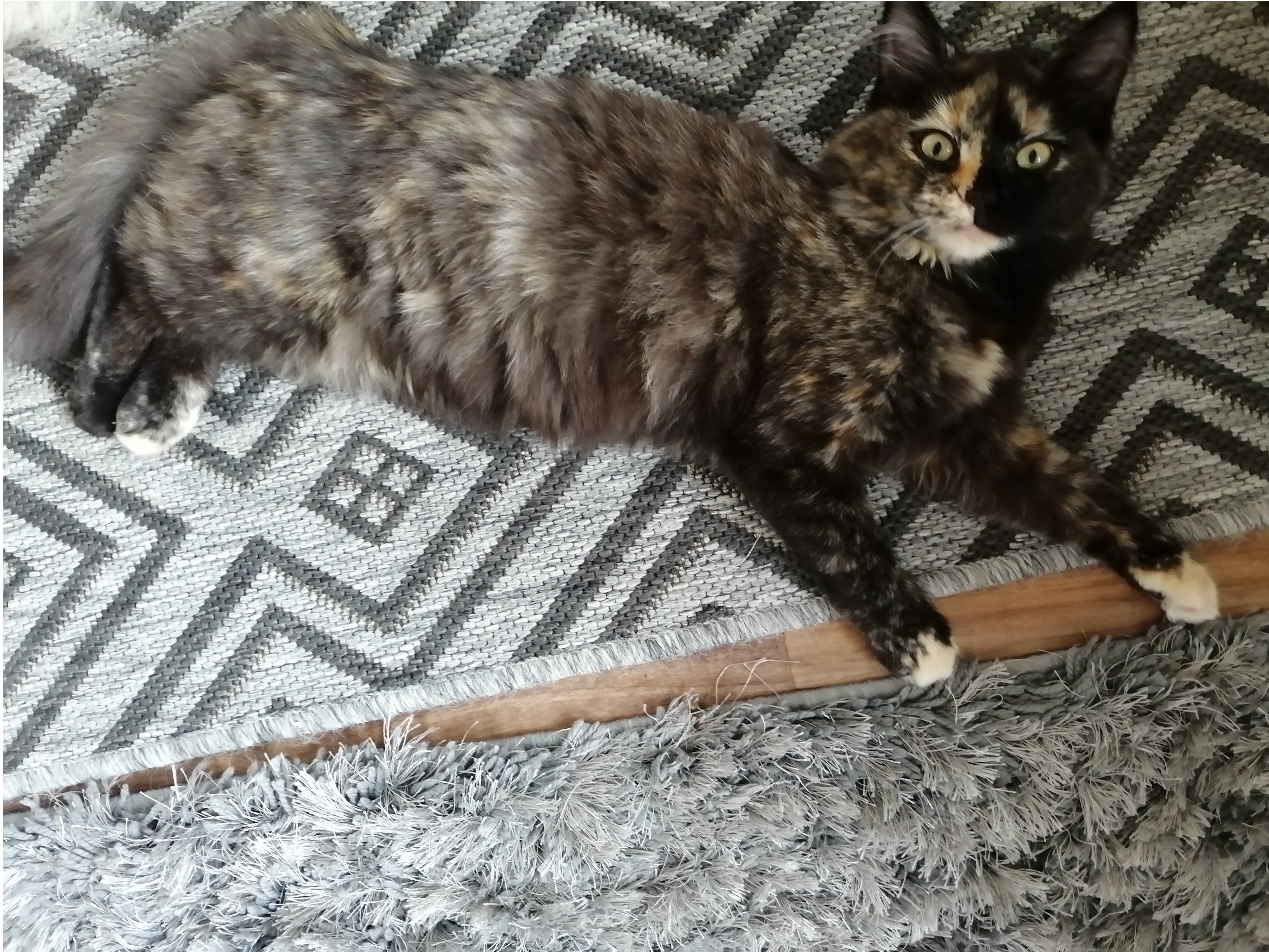 MISSING CAT: Mei