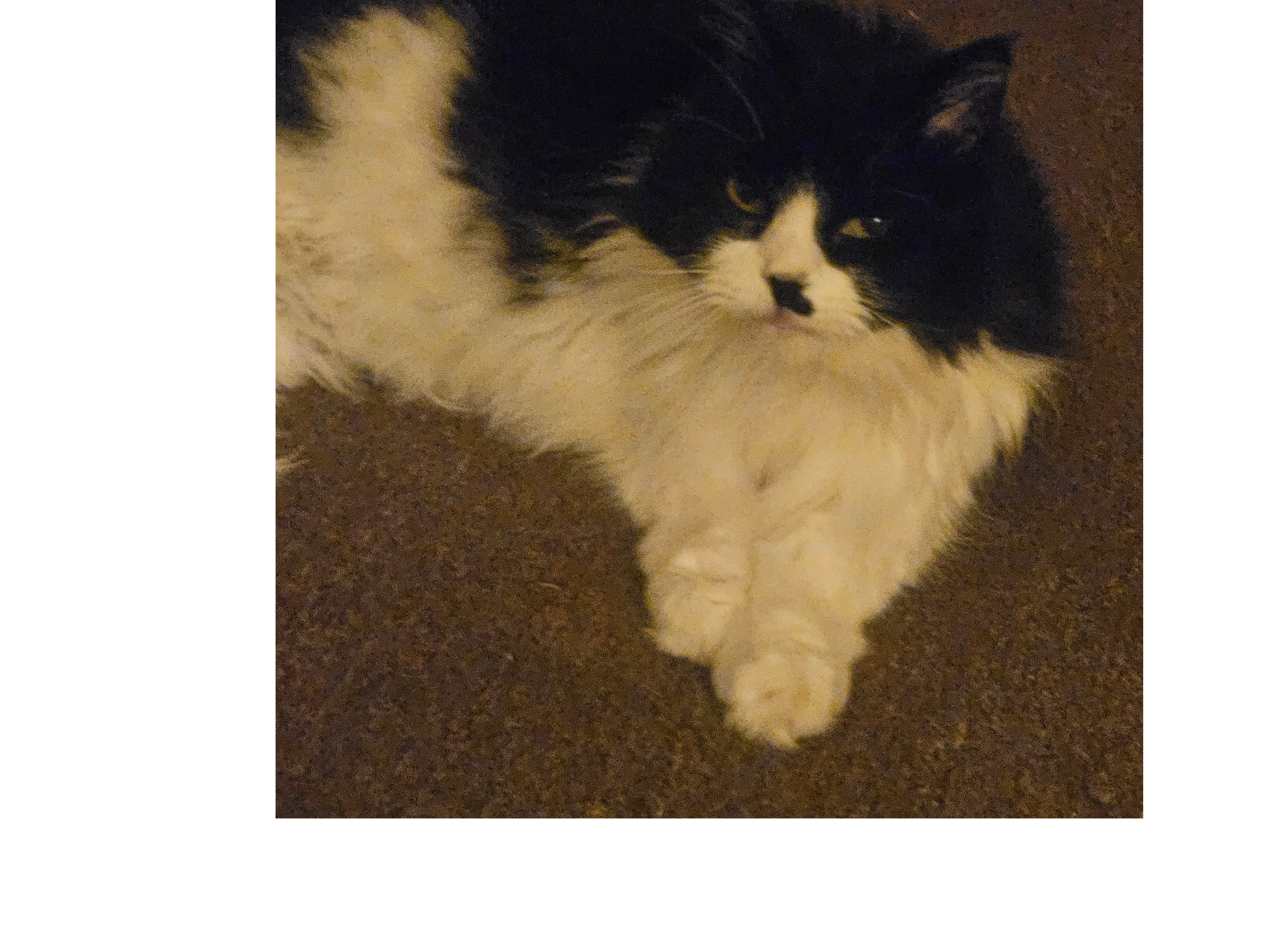 Frankie