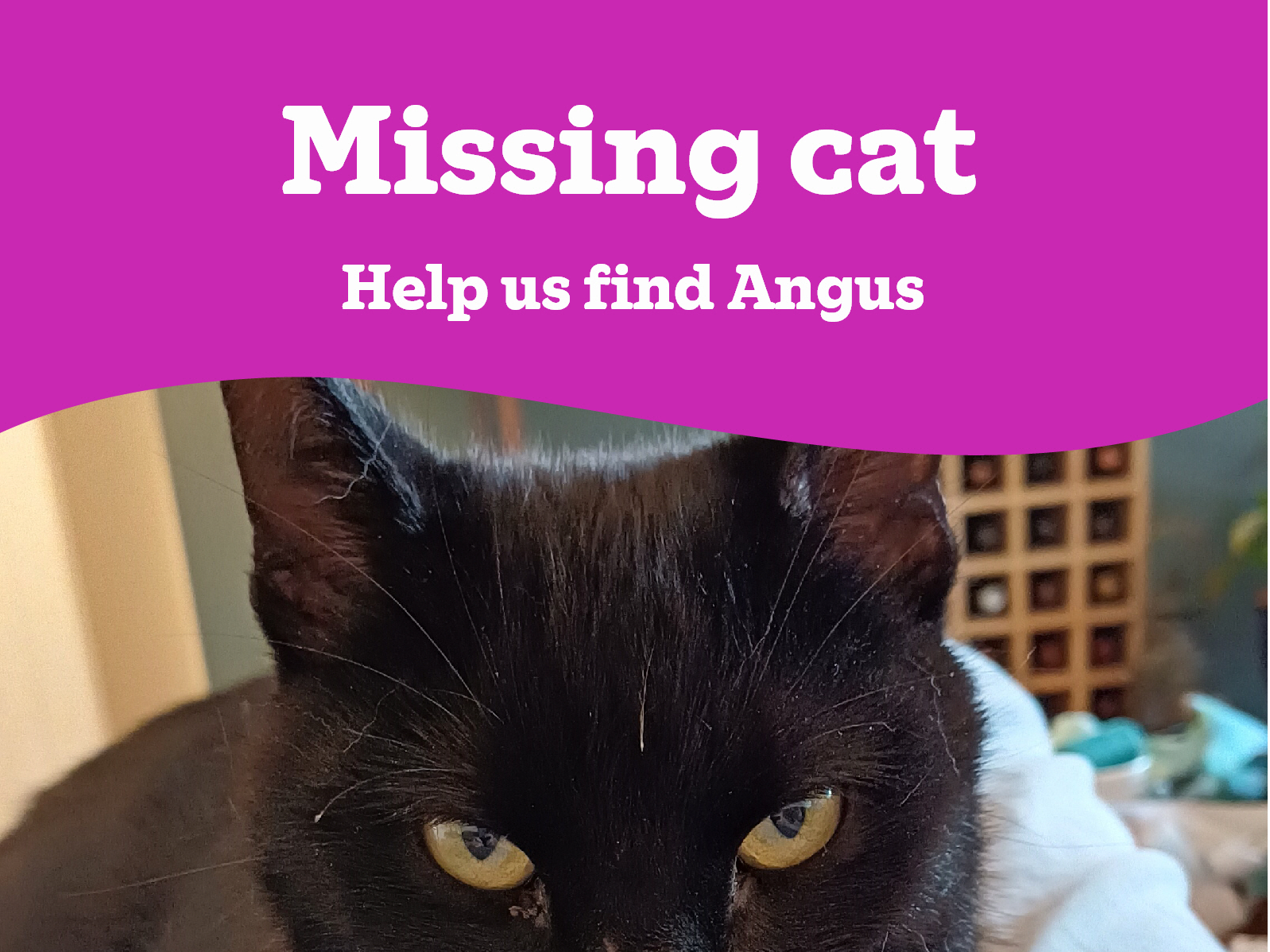 Angus